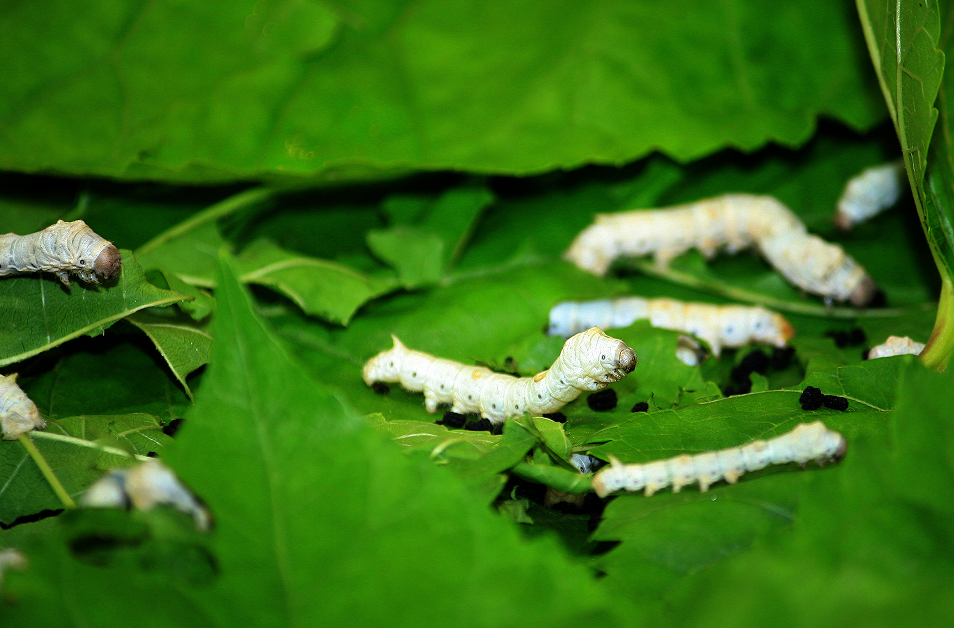 丝绸养殖行业 90% RH 高湿难题?恒歌高湿型温湿度变送器，持续监测!